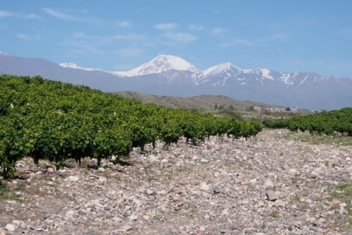 pedogenic limestone vineyard soils