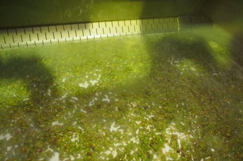 Crushed Sauvignon in the press, with dry ice pellets sitting on top