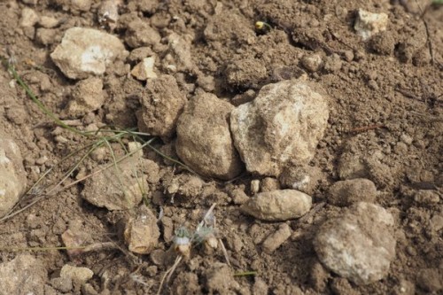 Limestone soils