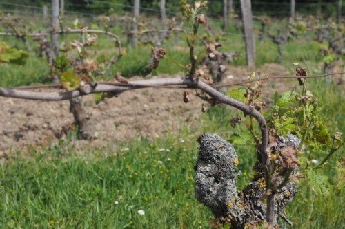 Some frost damage, fortunately just a little area of the vineyard was affected