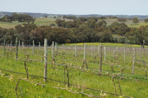 The Koomilya vineyard in McLaren Vale