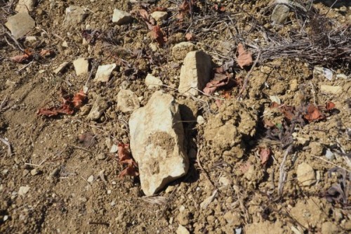 Limestone soils, Bairrada