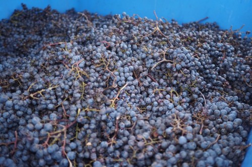 Cabernet Franc ready for processing