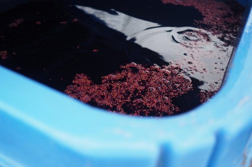 This fermentation has finished and the cap has fallen, and it's ready to be pressed