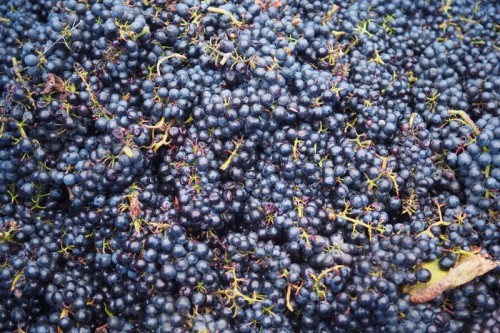 Syrah grapes ready for processing