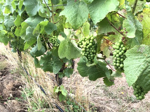 Pinot Noir, with balanced canopies, organically farmed, hillside clays