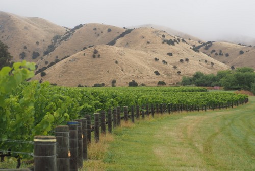 Aunts field, owned by the Cowley family: this is where the Cowley Vineyard wines come from. It's hidden in the Wither Hills, right at the back of the southern valleys.