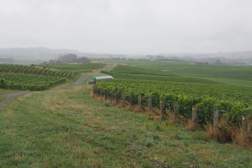 The Churton vineyard, source of Pinot Noir. It's a sizeable site on a ridge between the Omaka and Waihopai valleys