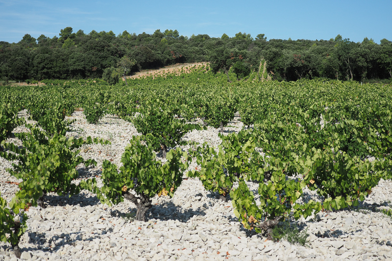 Discovering vineyards in the Languedoc